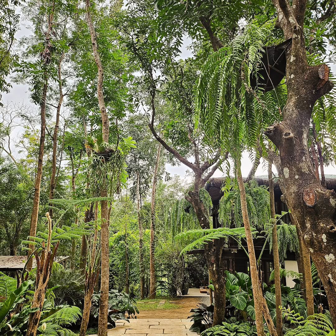A lush garden and forest pathway with stone stepping path leading through tall tropical trees to The Red Hen Homestead
