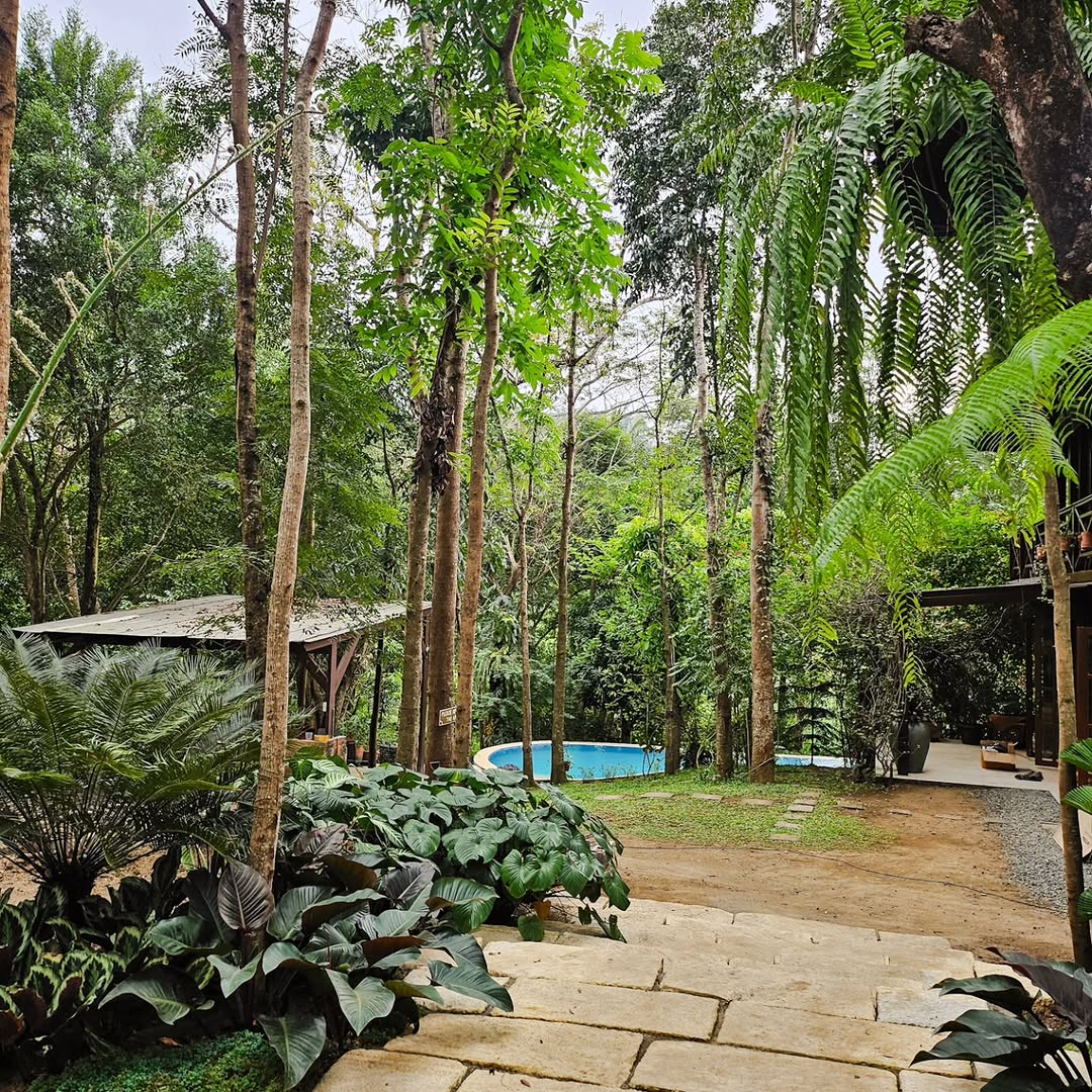 A lush forest scene with the homestead pool visible through towering tropical trees and ferns