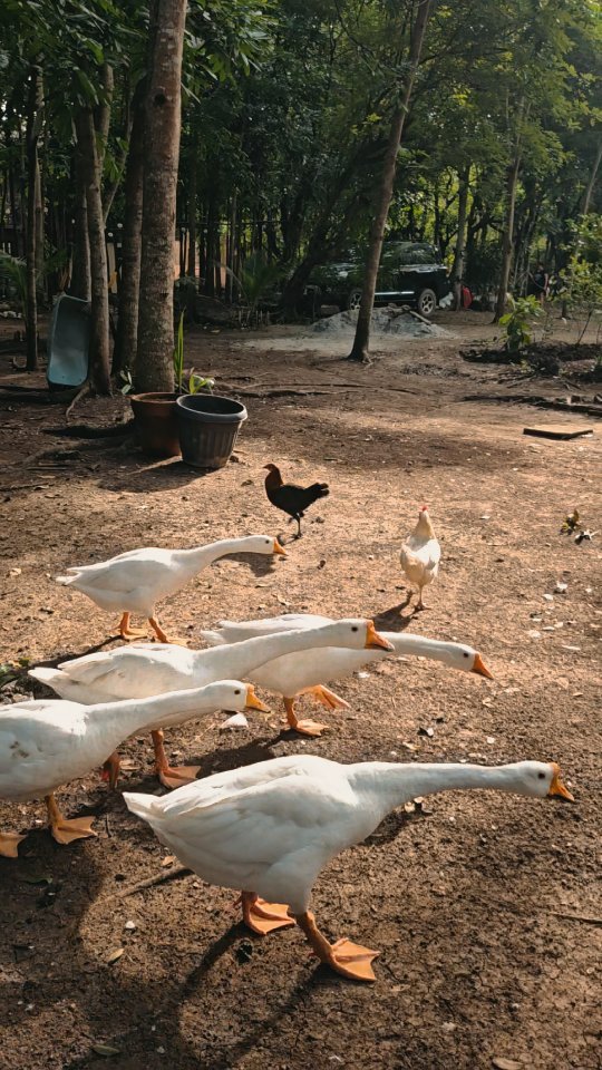 Guests feeding free-range chickens, ducks, and geese at The Red Hen Homestead farm — a hands-on farm experience at Mt. Banoy, Batangas City
